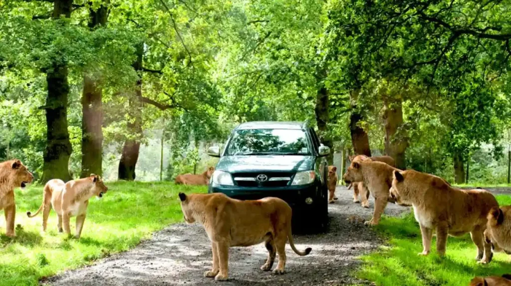 Why is Knowsley Safari popular with visiting families