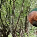 Lancashire Wildlife Trust issues Formby squirrelpox alert