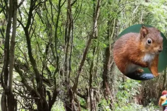 Lancashire Wildlife Trust issues Formby squirrelpox alert
