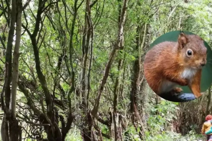 Lancashire Wildlife Trust issues Formby squirrelpox alert