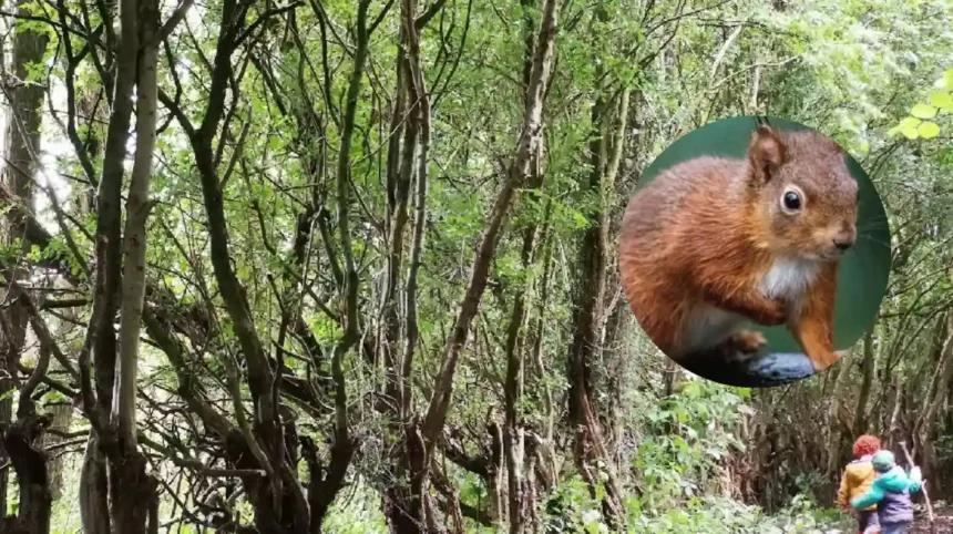 Lancashire Wildlife Trust issues Formby squirrelpox alert 2026 1 Lancashire Wildlife Trust issues Formby squirrelpox alert