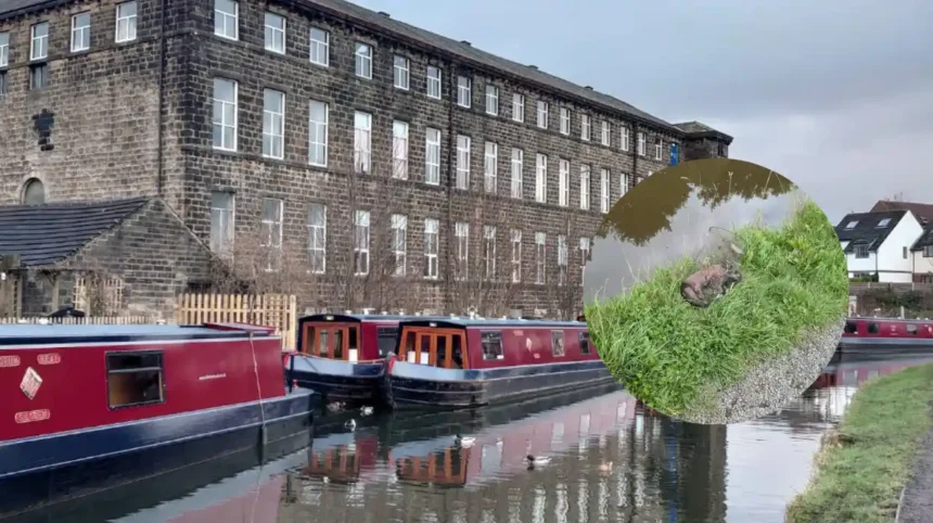 Otter Dies in Leeds and Liverpool Canal at Silsden 2026 1 Otter Dies in Leeds and Liverpool Canal at Silsden