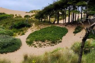 What makes a day trip from Liverpool to Formby worthwhile