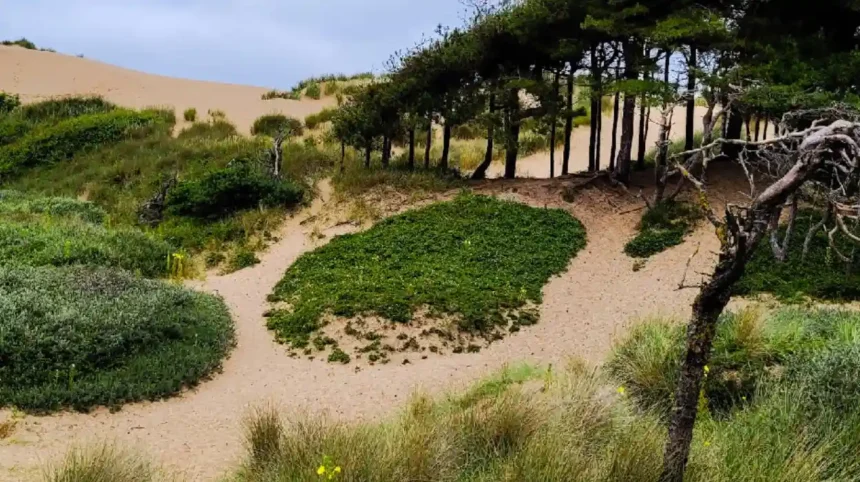 What makes a day trip from Liverpool to Formby worthwhile